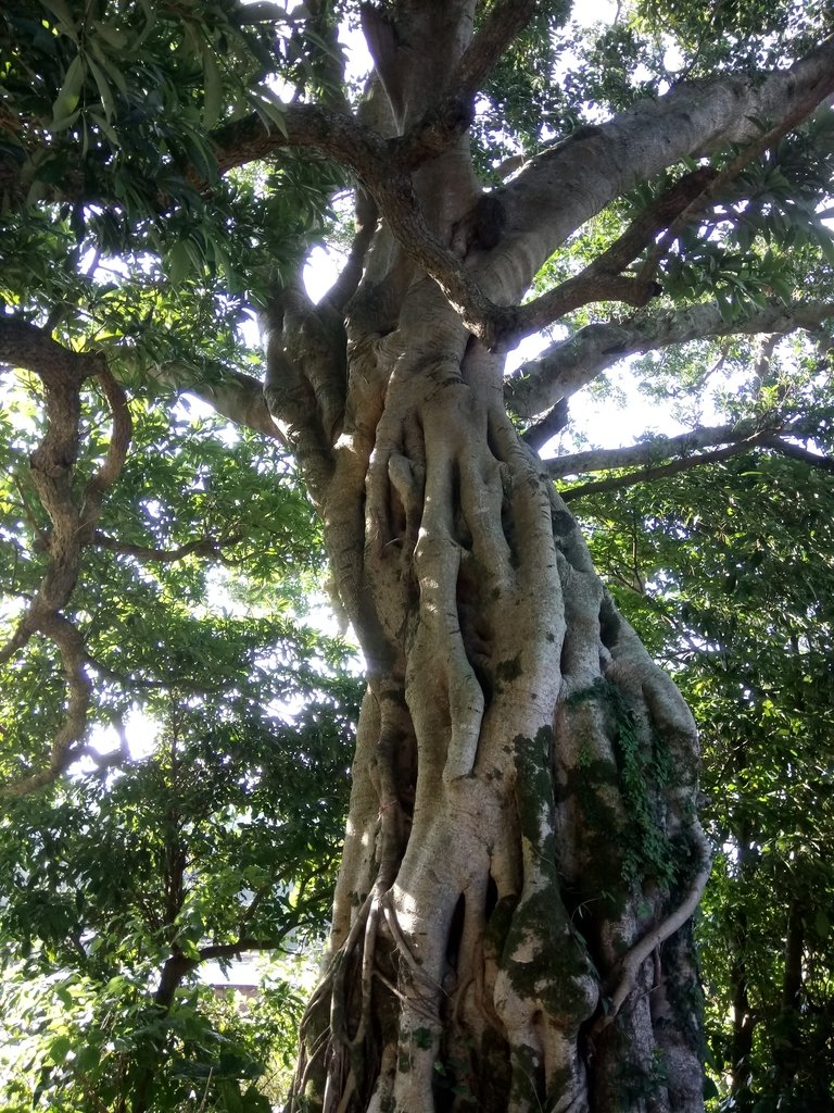 DSC_6879.JPG - 北投  面天山  向天湖步道