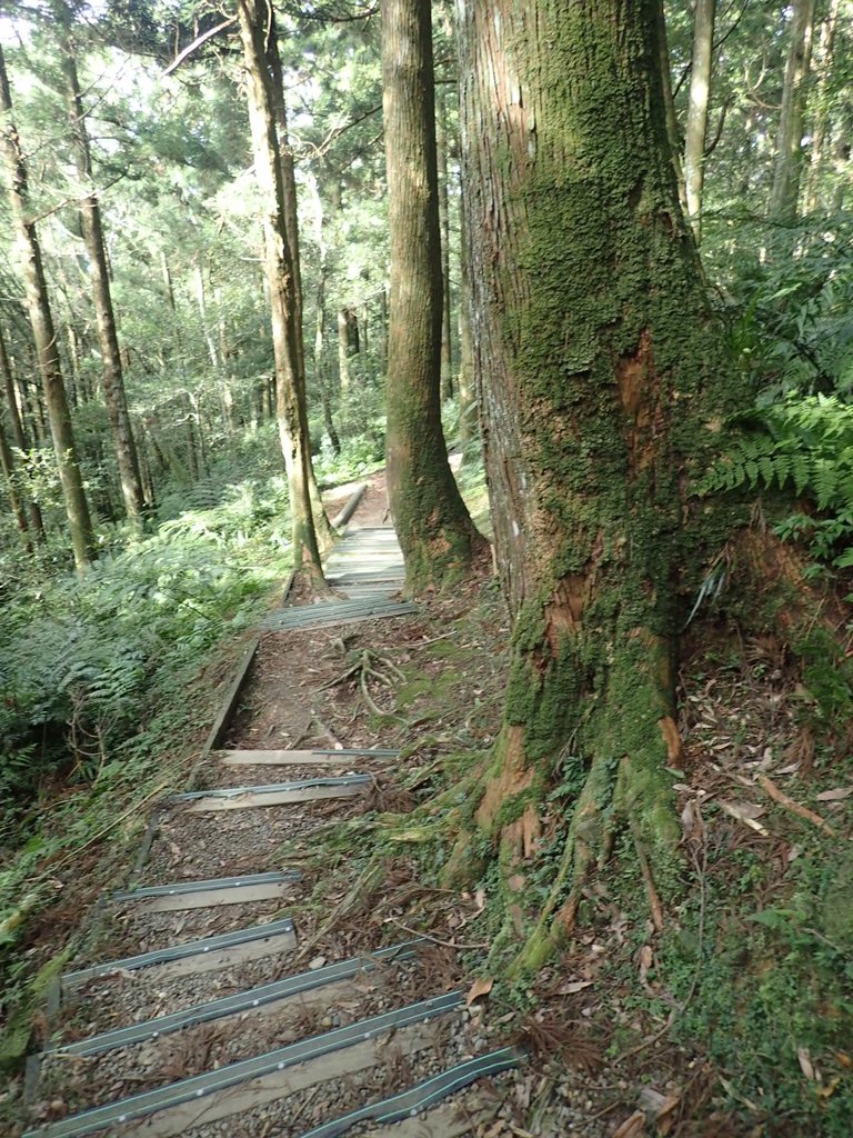 PB257522.JPG - 復興  東眼山森林步道