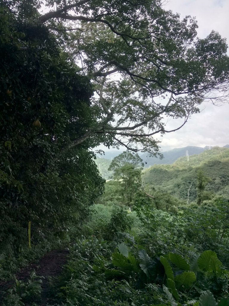 DSC_9652.JPG - 公館  出礦坑登山步道