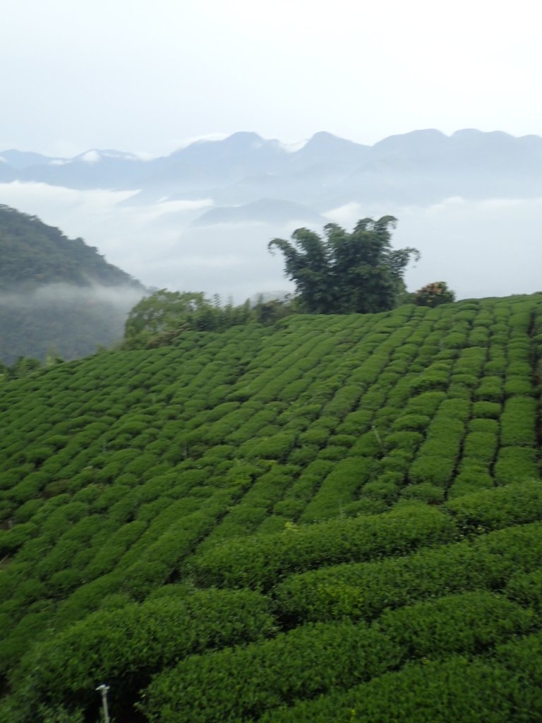 PA231898.JPG - 石壁途中之   茶山雲雨