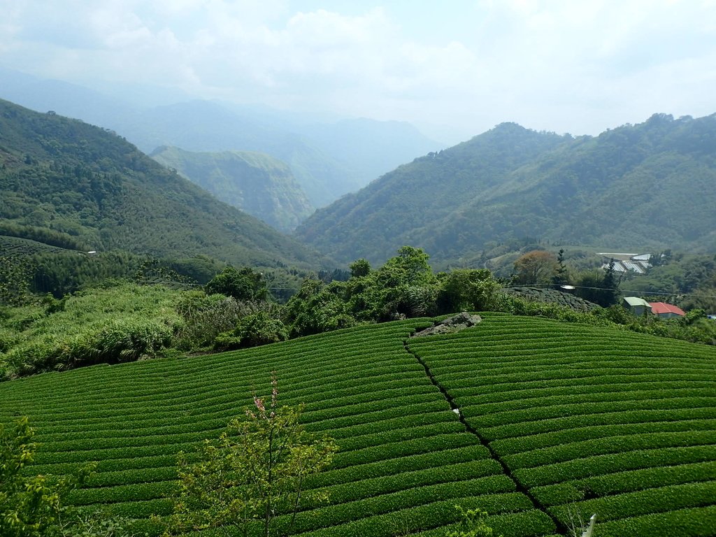 P3257872.JPG - 阿里山  隙頂  飲山郁茶館