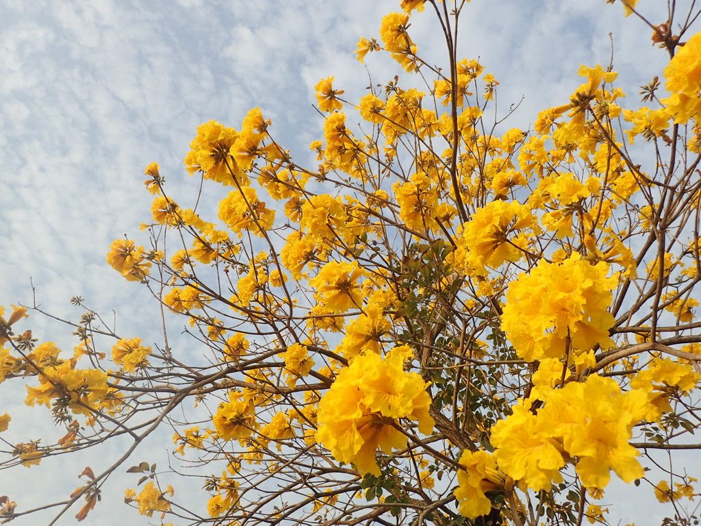 P3066313.JPG - 南投  貓羅溪畔  黃花風鈴木