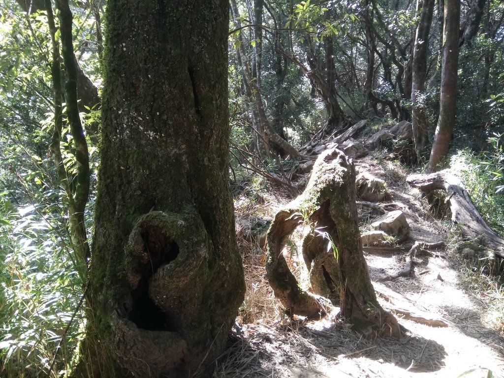 DSC_3631.JPG - 南庄  大坪林道  杜鵑嶺