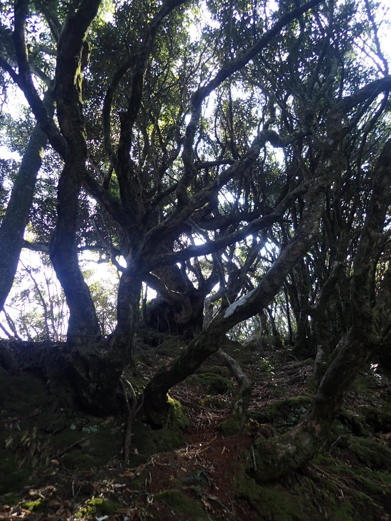 P2034791.JPG - 南庄  大坪林道  杜鵑嶺