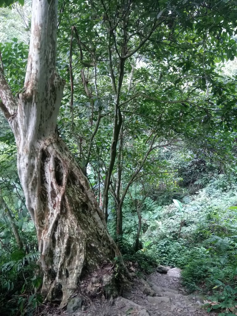 DSC_1056.JPG - 新竹  五指山登山步道