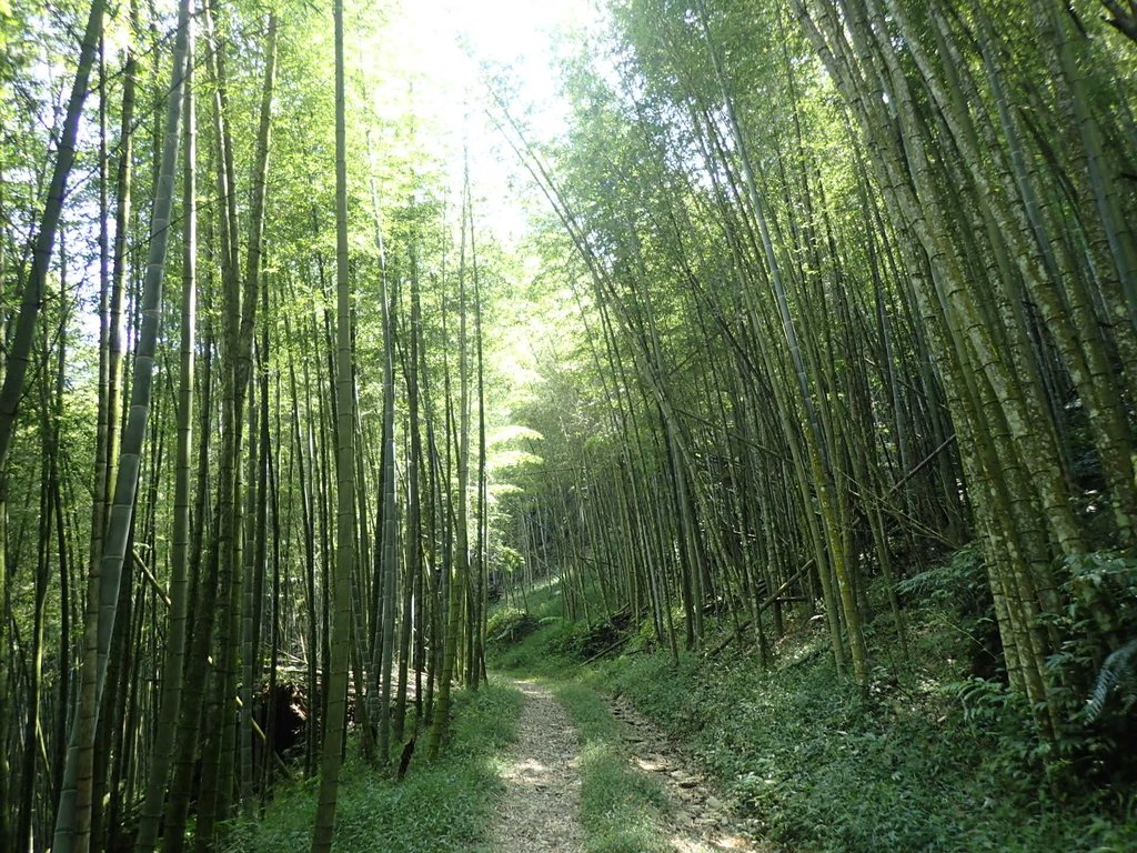 PA040431.JPG - 魚池  大尖山登山步道