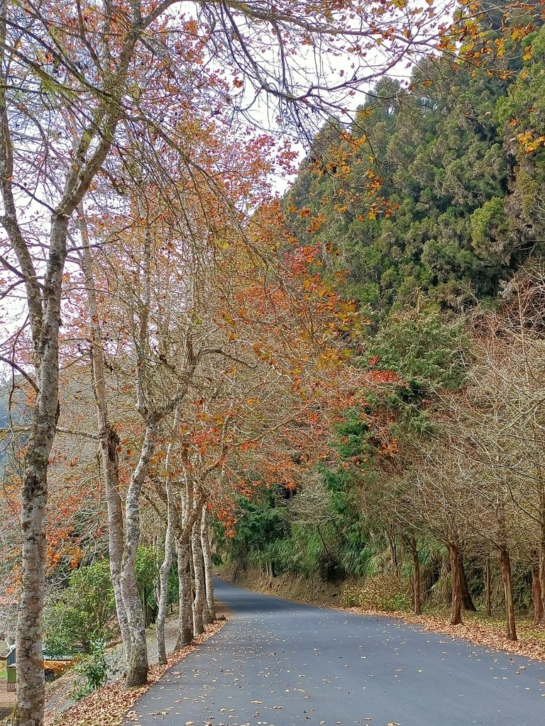 IMG20210205132016.jpg - 竹山  杉林溪森林遊樂園  路過