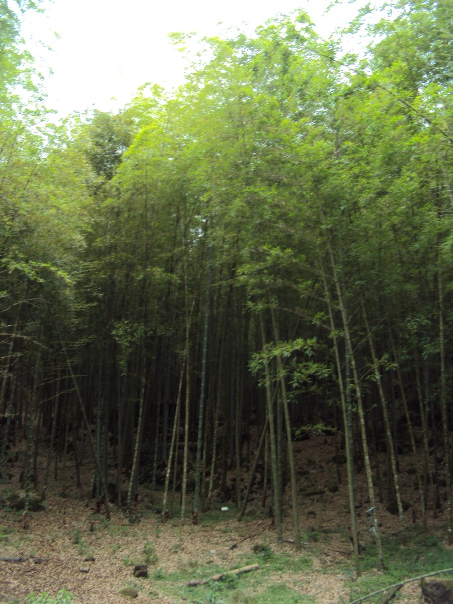 DSC08025.JPG - 竹山  大諳  孟宗竹蔭隧道