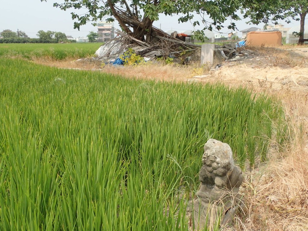 嘉義  海口寮  太學生  蔡嘉謨墓