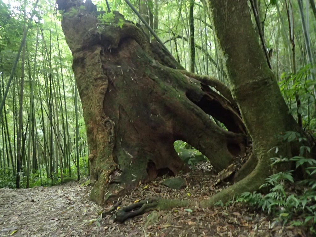 PA231732.JPG - 石壁山  嘉南雲峰步道