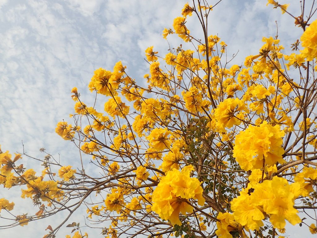 P3066314.JPG - 南投  貓羅溪畔  黃花風鈴木