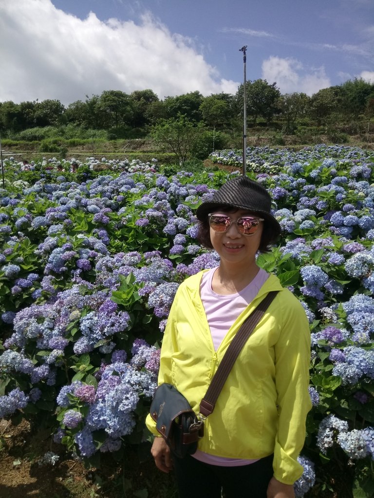 DSC_9325.JPG - 萬里  高家繡球花田