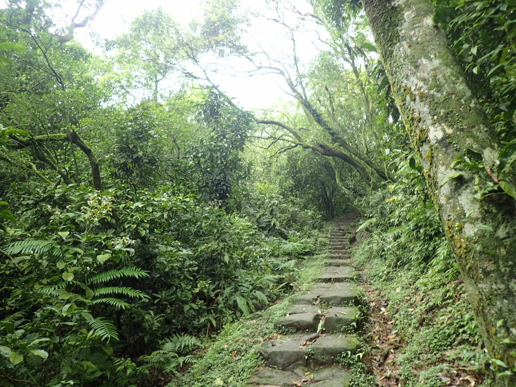 P5303958.JPG - 萬里  風櫃嘴  頂山