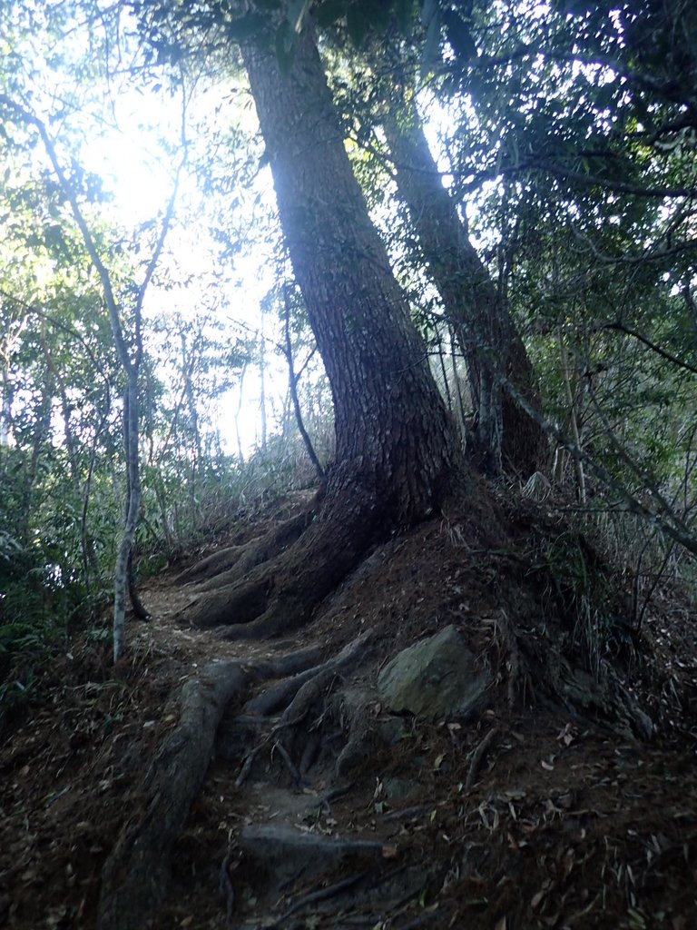 P2275879.JPG - 谷關七雄之  唐麻丹山