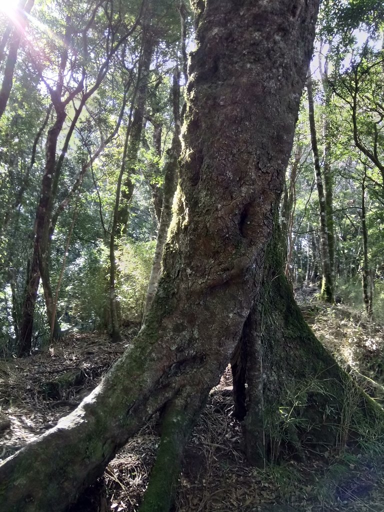 DSC_3634.JPG - 南庄  大坪林道  杜鵑嶺