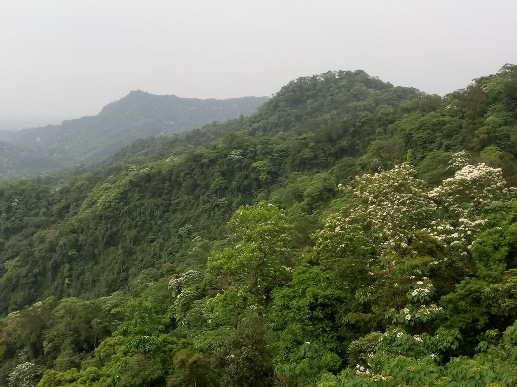 DSC_4997.JPG - 南庄  細湖頂  桐花山林