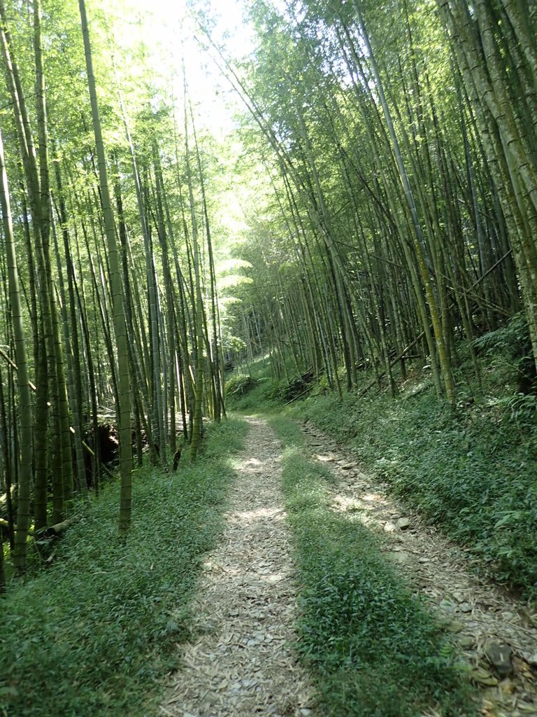 PA040434.JPG - 魚池  大尖山登山步道