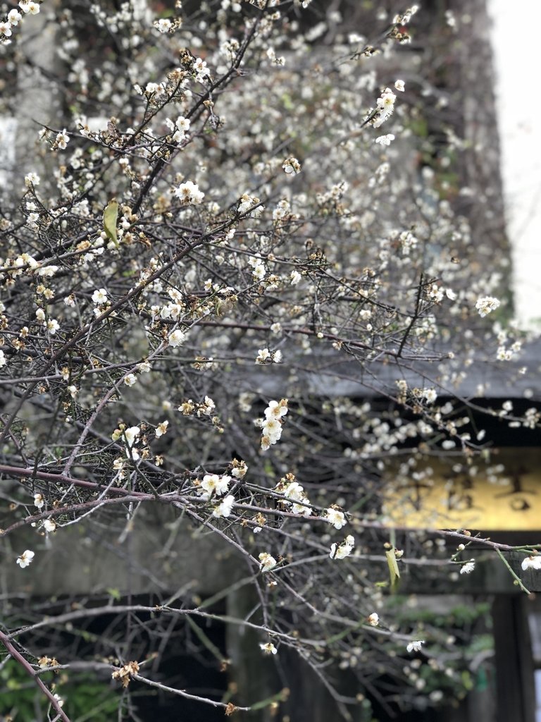 IMG_E0109.JPG - 台中  街路隨拍  (39)