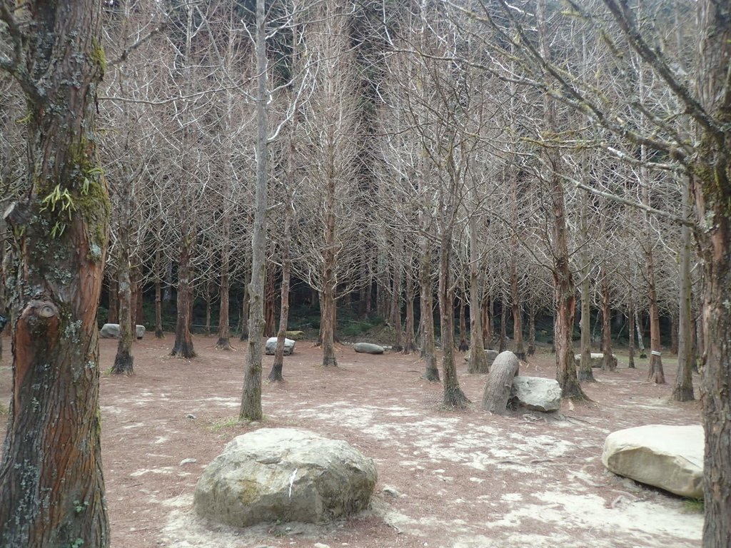 P2056664.JPG - 竹山  杉林溪森林遊樂園  路過