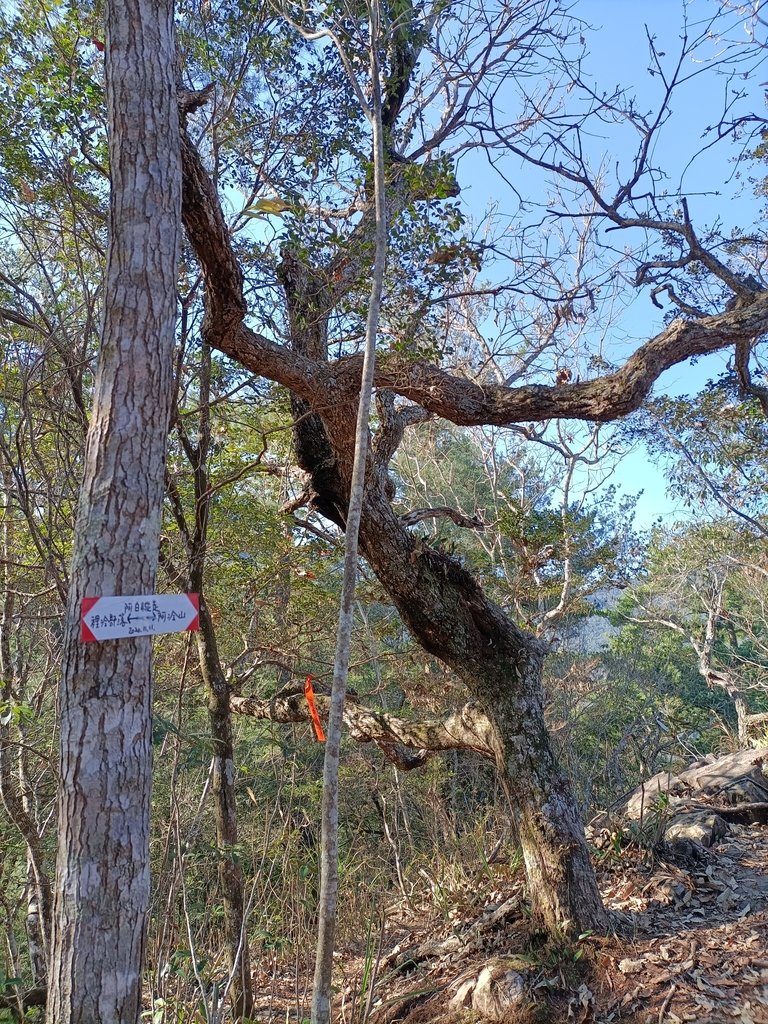 IMG20210221090204.jpg - 谷關  阿冷山步道