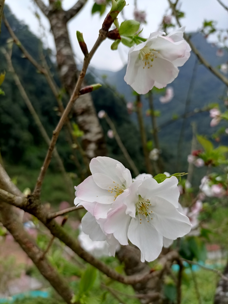 IMG20210226130656.jpg - 三峽  熊空  大熊櫻花林