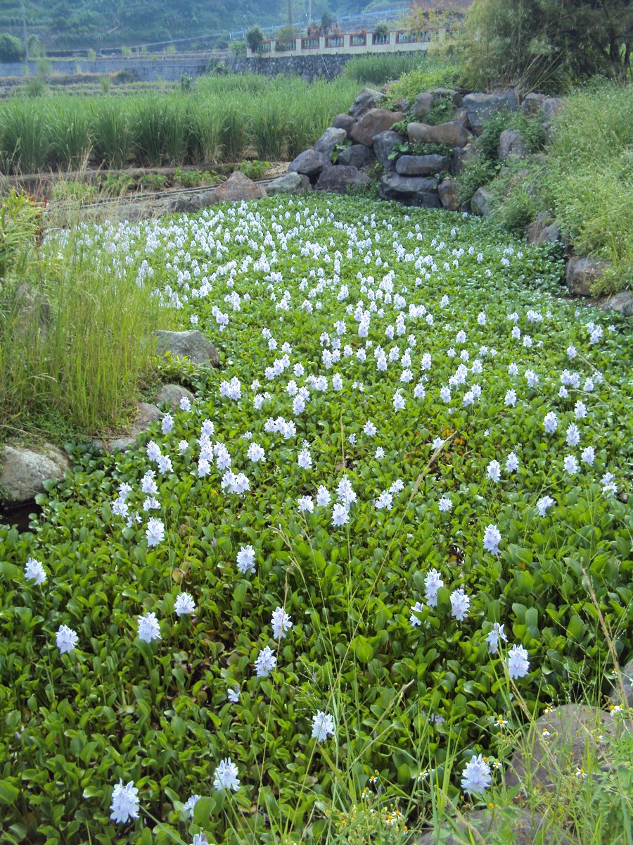 DSC09010.JPG - 金山  葵扇湖田野風光(一)