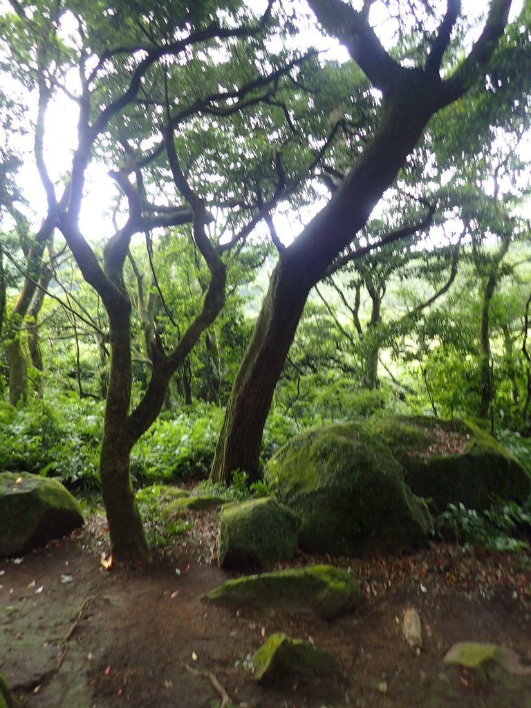 P9238233.JPG - 北投  面天山  向天湖步道