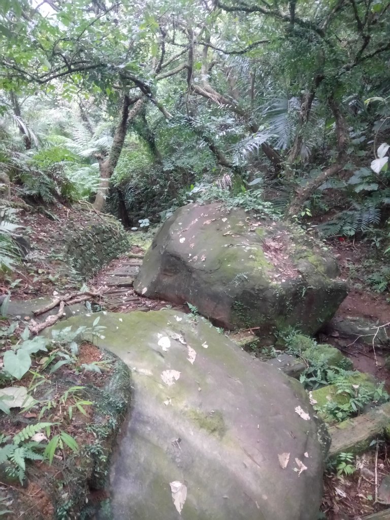 DSC_3341.JPG - 金山  大路崁古道