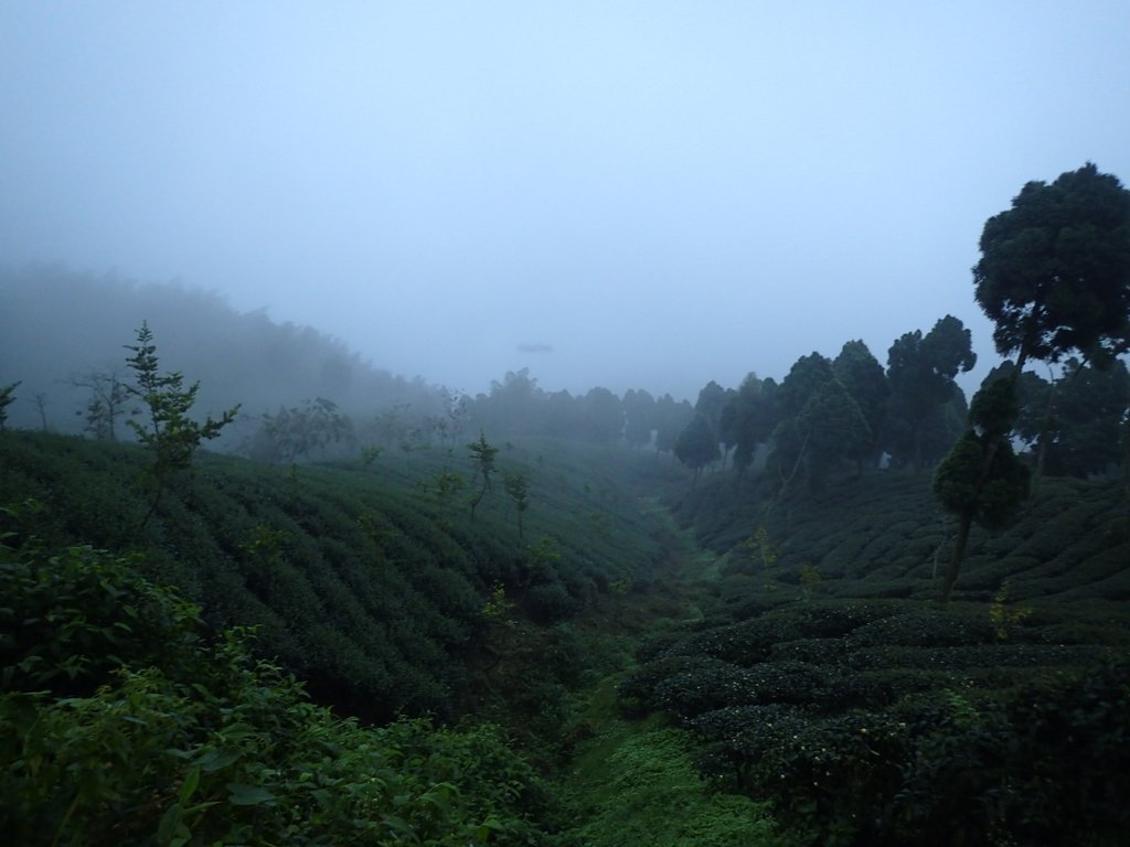 PA171006.JPG - 鹿谷  大崙山  霧中茶園之美(01)