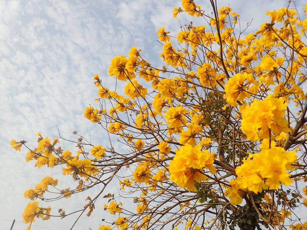 P3066315.JPG - 南投  貓羅溪畔  黃花風鈴木