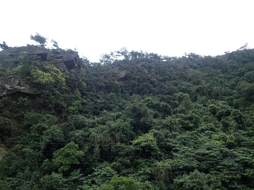 P3160191.JPG - 汐止  金面山(金明山)  稜線步道