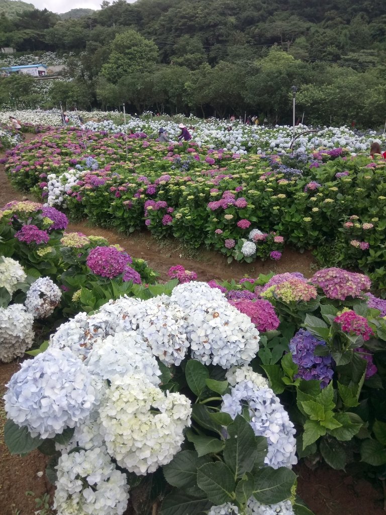 DSC_9338.JPG - 萬里  高家繡球花田