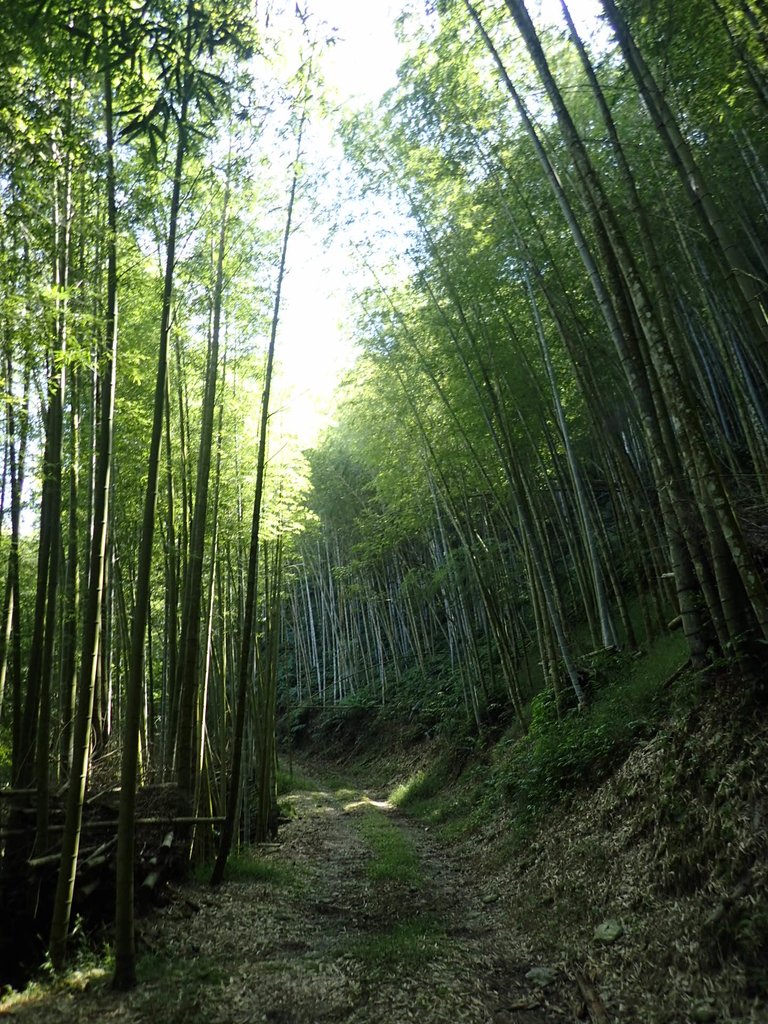 PA040435.JPG - 魚池  大尖山登山步道