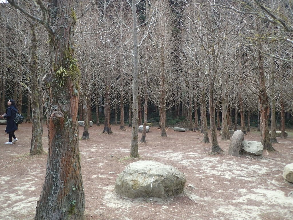 P2056665.JPG - 竹山  杉林溪森林遊樂園  路過