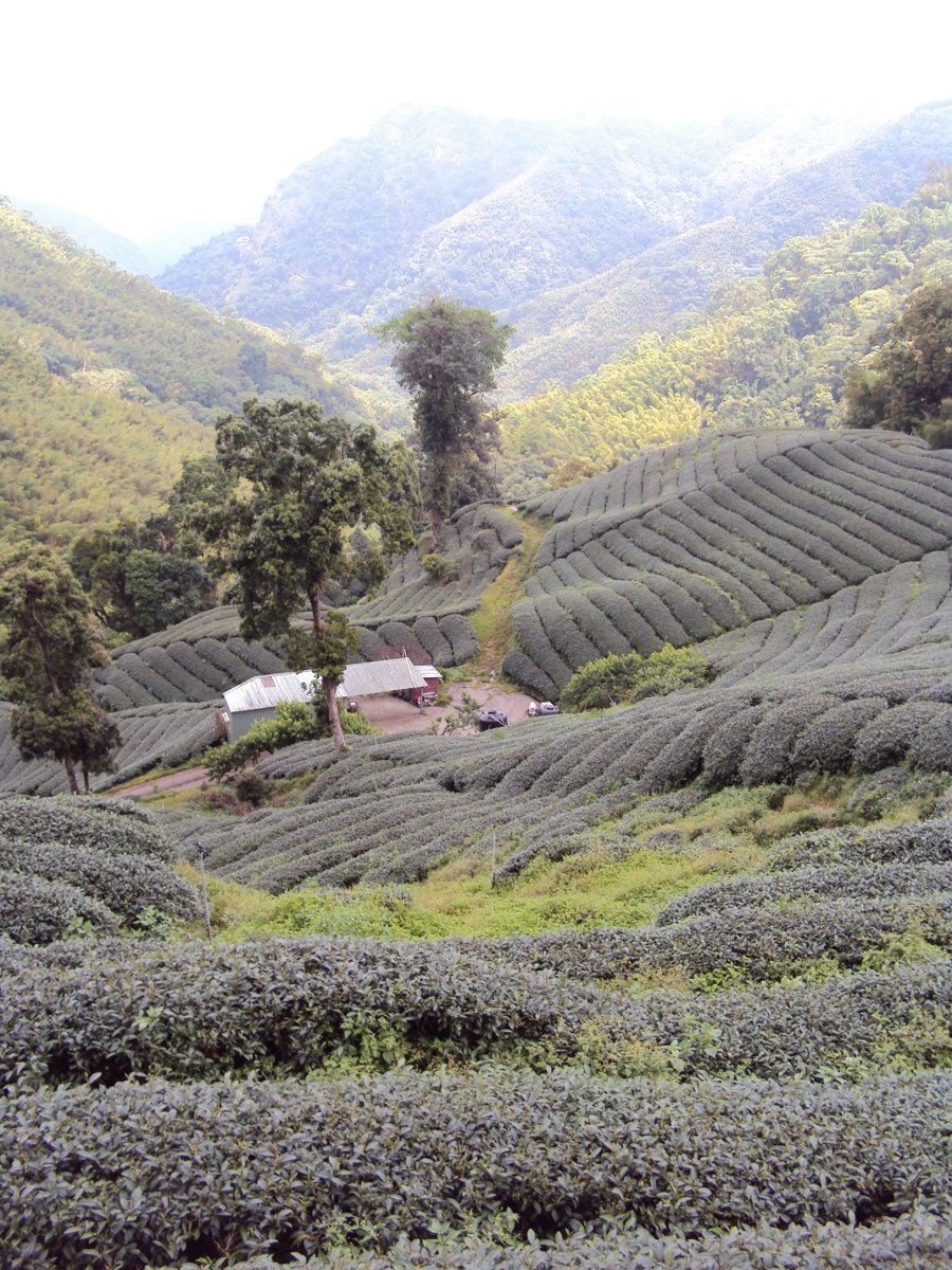 DSC08019.JPG - 竹山  軟鞍  八卦茶園