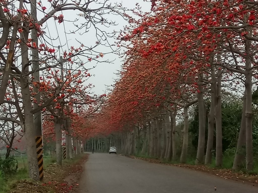 DSC_8323.JPG - 埤頭  東螺溪  木棉花