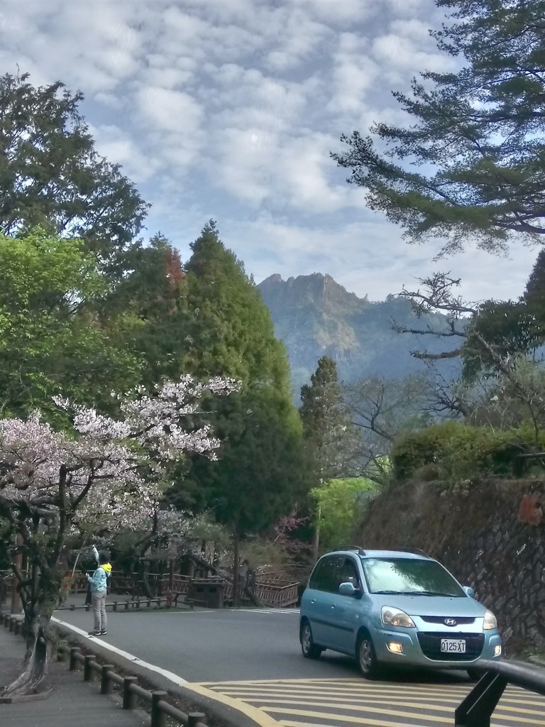 DSC_1654.JPG - 阿里山  沼平公園  賞櫻