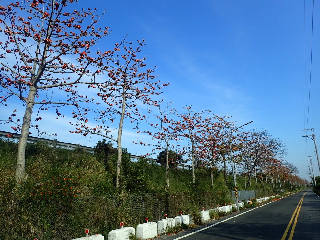 P3036257.JPG - 清水  大田產要道路  木棉花