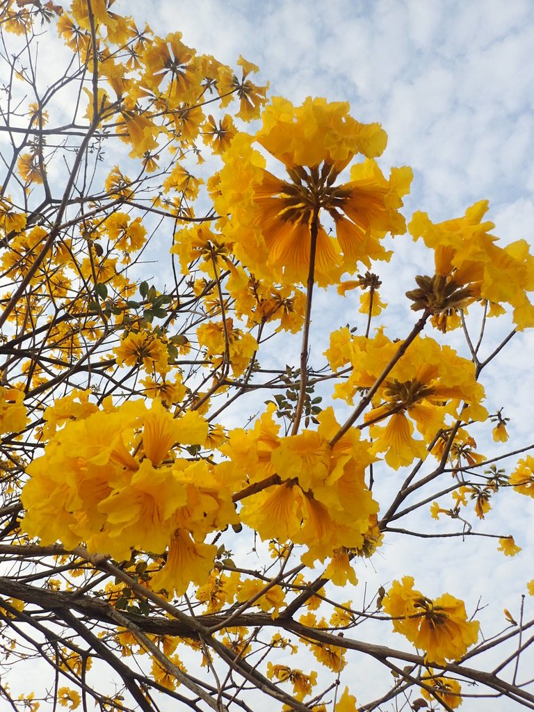 P3066318.JPG - 南投  貓羅溪畔  黃花風鈴木