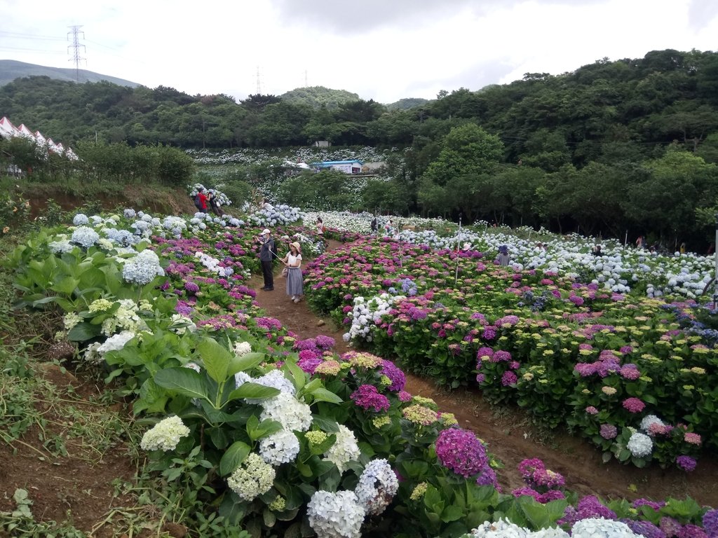 DSC_9340.JPG - 萬里  高家繡球花田