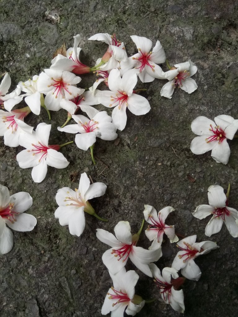 DSC_5004.JPG - 南庄  細湖頂  桐花山林