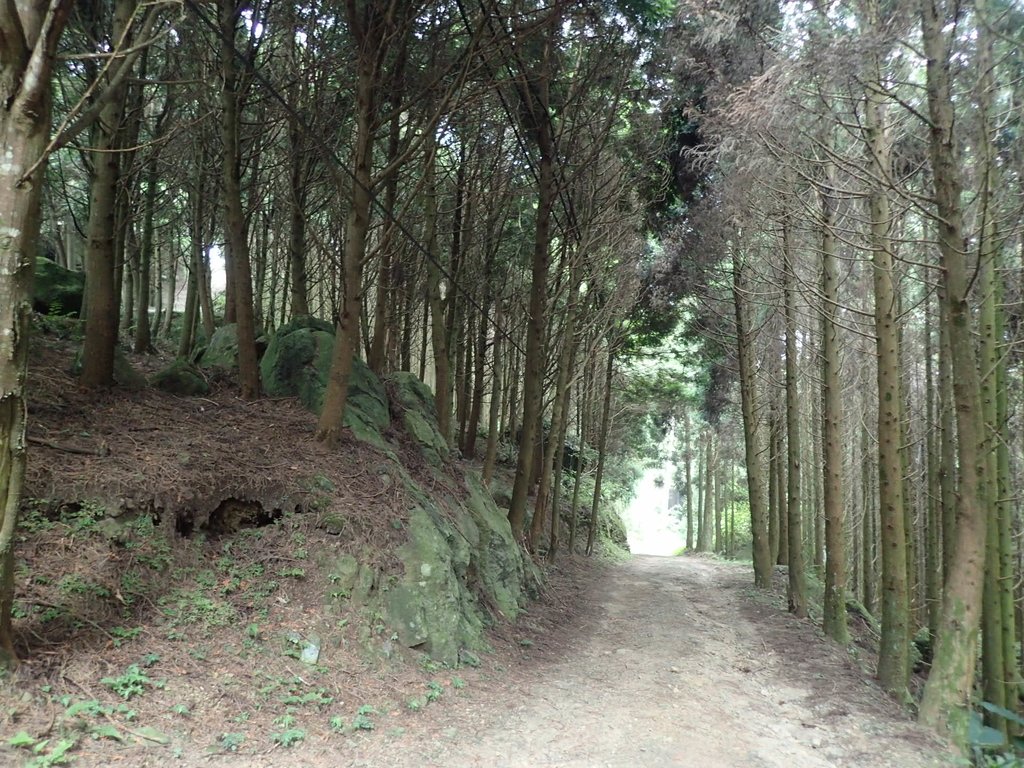 P9108413.JPG - 新竹  五指山登山步道