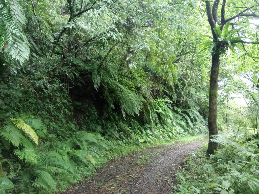 DSC_5101.JPG - 烏來  西坑林道  探幽