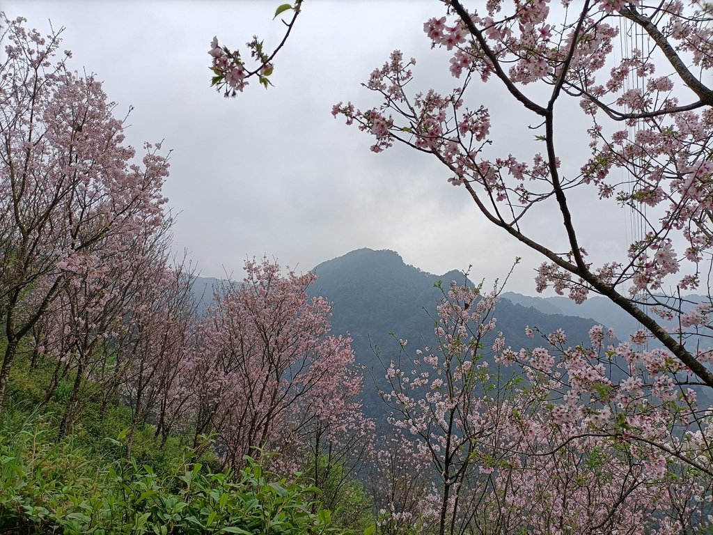 IMG20210226134627.jpg - 三峽  熊空  大熊櫻花林