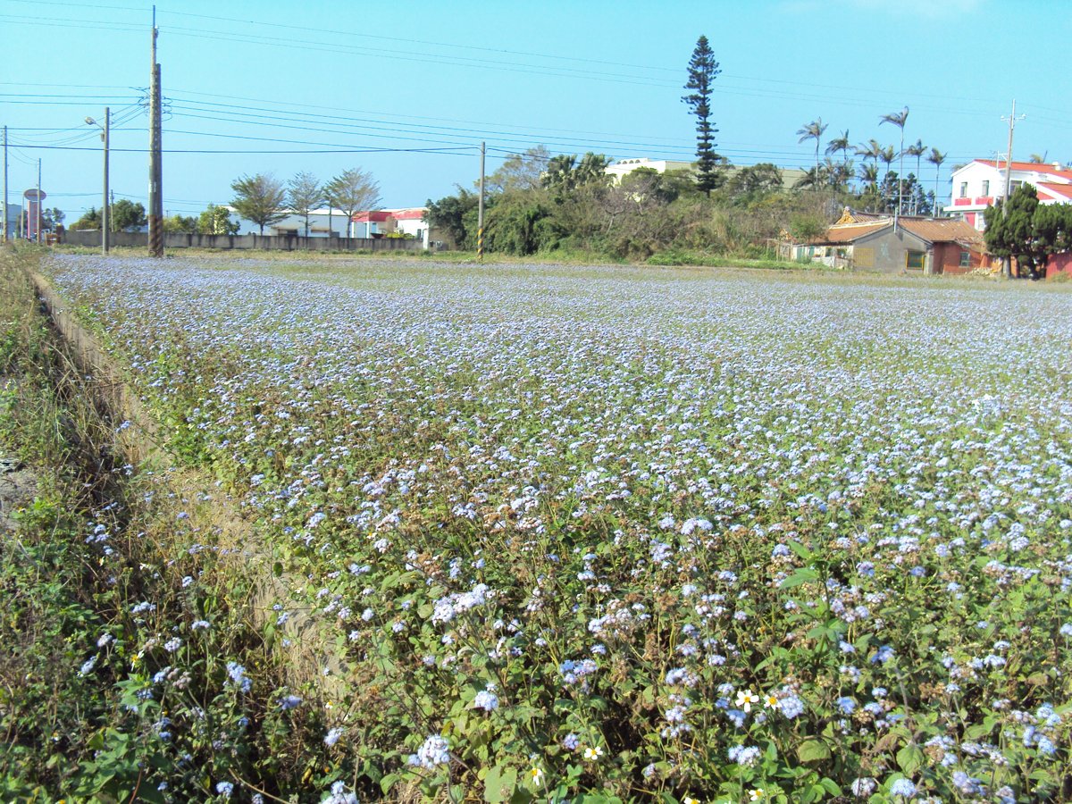 DSC06116.JPG - 新豐  後湖  孔聖敬字亭