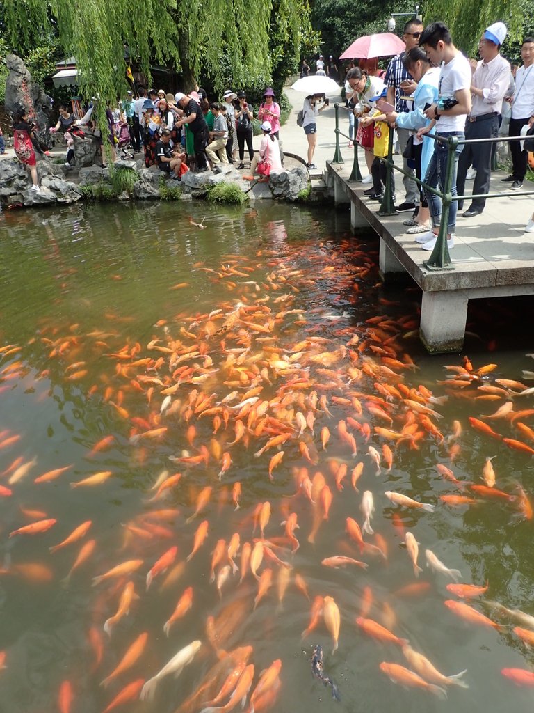 P6063145.JPG - 杭州西湖  花港觀魚