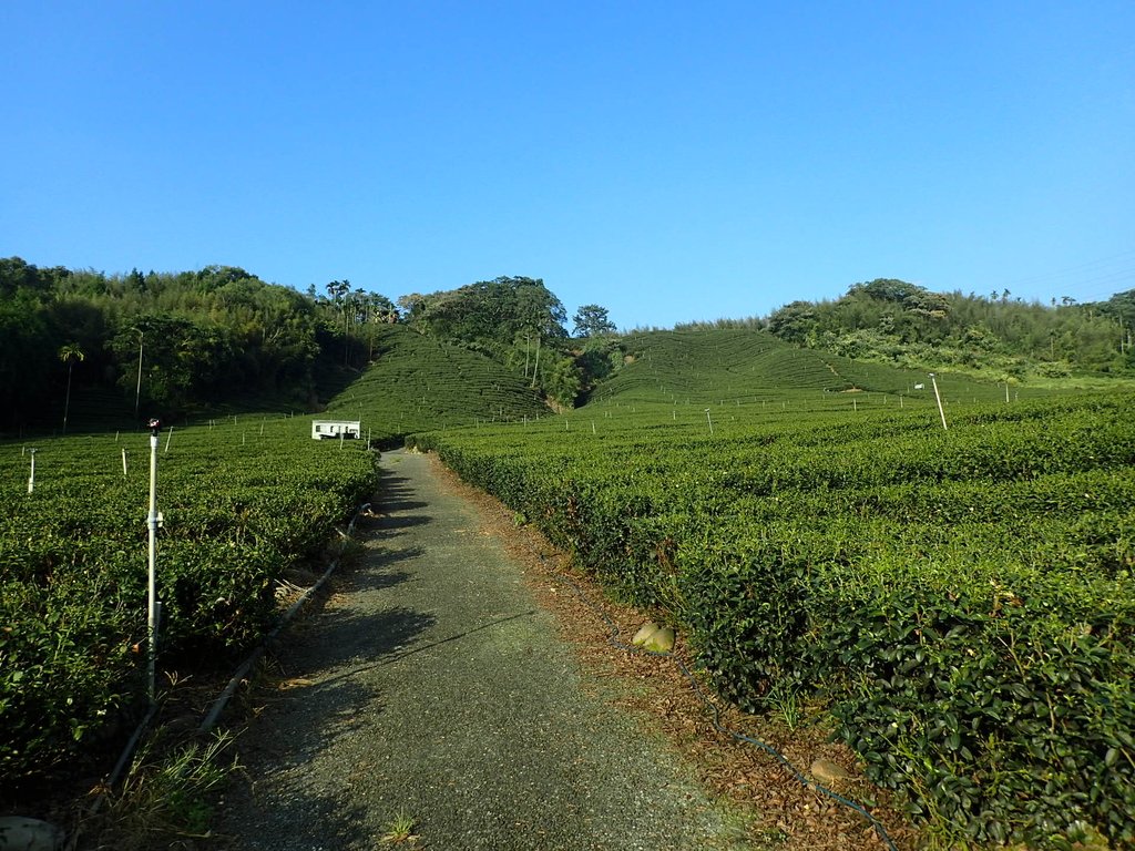 PB225304.JPG - 竹山  山坪頂茶園