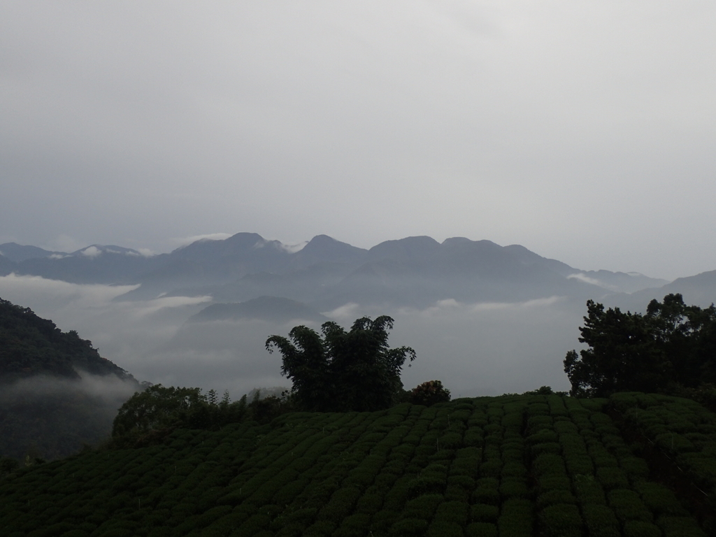 PA231893.JPG - 石壁途中之   茶山雲雨