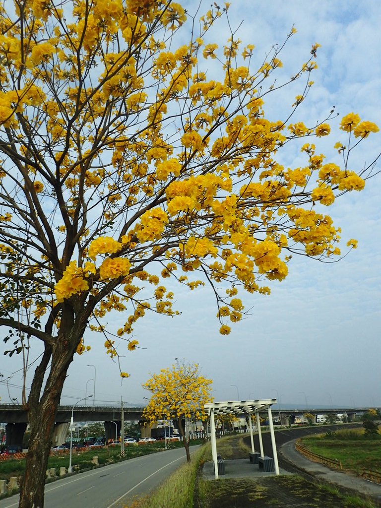 P3066322.JPG - 南投  貓羅溪畔  黃花風鈴木