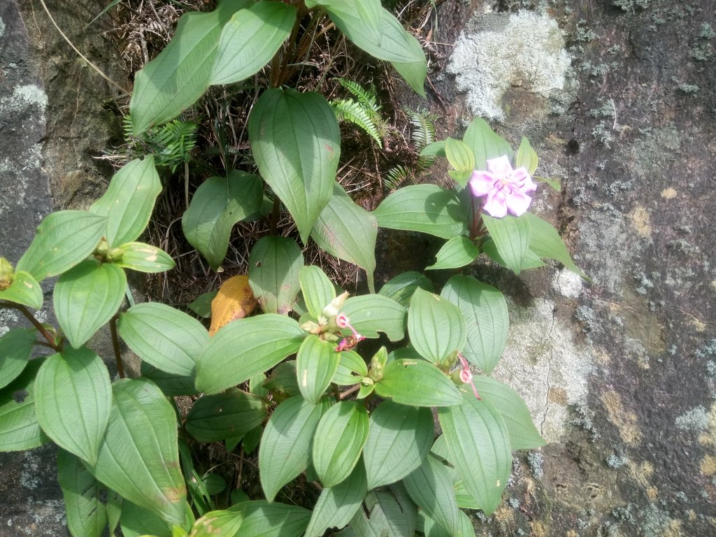 DSC_3370.JPG - 瑞芳  小金瓜山露頭